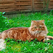 Mystic participe au concours pour gagner de l'argent avec cette photo : cat, orange_tabby, fluffy_fur, green_eyes, grass, clover, garden, outdoor, fence, plants, nature, animal, pet, resting, relaxed, lush, greenery, tail, whiskers, mammal