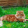 cat, orange_tabby, fluffy_fur, green_eyes, grass, clover, garden, outdoor, fence, plants, nature, animal, pet, resting, relaxed, lush, greenery, tail, whiskers, mammal