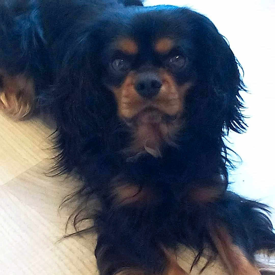 Heaven Gold a rejoint le concours — aidez-le/la à gagner de superbes lots ! animal, black_and_brown, calm, canine, companion, cute, dog, domestic, eyes, floor, friendly, fur, home, indoor, long_hair, lying_down, mammal, pet, portrait, relaxed