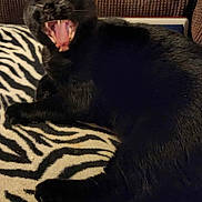 Snickers joined the competition — help win amazing prizes! cat, black_cat, yawning, animal, pet, feline, indoor, blanket, zebra_pattern, striped, cozy, couch, fur, whiskers, mouth_open, teeth, paw, relaxed, resting, cute