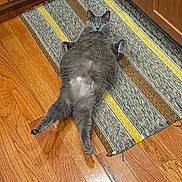 Maggie Mae joined the competition — help win amazing prizes! cat, gray_cat, indoor, kitchen, rug, wood_floor, striped_rug, pet, feline, relaxed, lying_down, wide_eyes, funny_pose, flooring, cabinet, domestic_animal, cute, whiskers, paw, fur