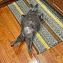 cat, gray_cat, indoor, kitchen, rug, wood_floor, striped_rug, pet, feline, relaxed, lying_down, wide_eyes, funny_pose, flooring, cabinet, domestic_animal, cute, whiskers, paw, fur
