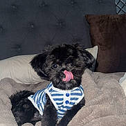 Oreo joined the competition — help win amazing prizes! dog, pet, animal, black_dog, tongue_out, striped_shirt, blanket, bed, pillow, headboard, fur, cute, indoor, cozy, resting, small_dog, portrait, fluffy, comfortable, licking