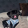 dog, pet, animal, black_dog, tongue_out, striped_shirt, blanket, bed, pillow, headboard, fur, cute, indoor, cozy, resting, small_dog, portrait, fluffy, comfortable, licking