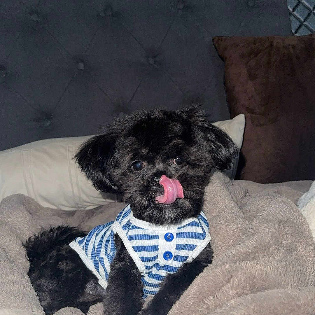 Oreo joined the competition — help win amazing prizes! animal, bed, black_dog, blanket, comfortable, cozy, cute, dog, fluffy, fur, headboard, indoor, licking, pet, pillow, portrait, resting, small_dog, striped_shirt, tongue_out