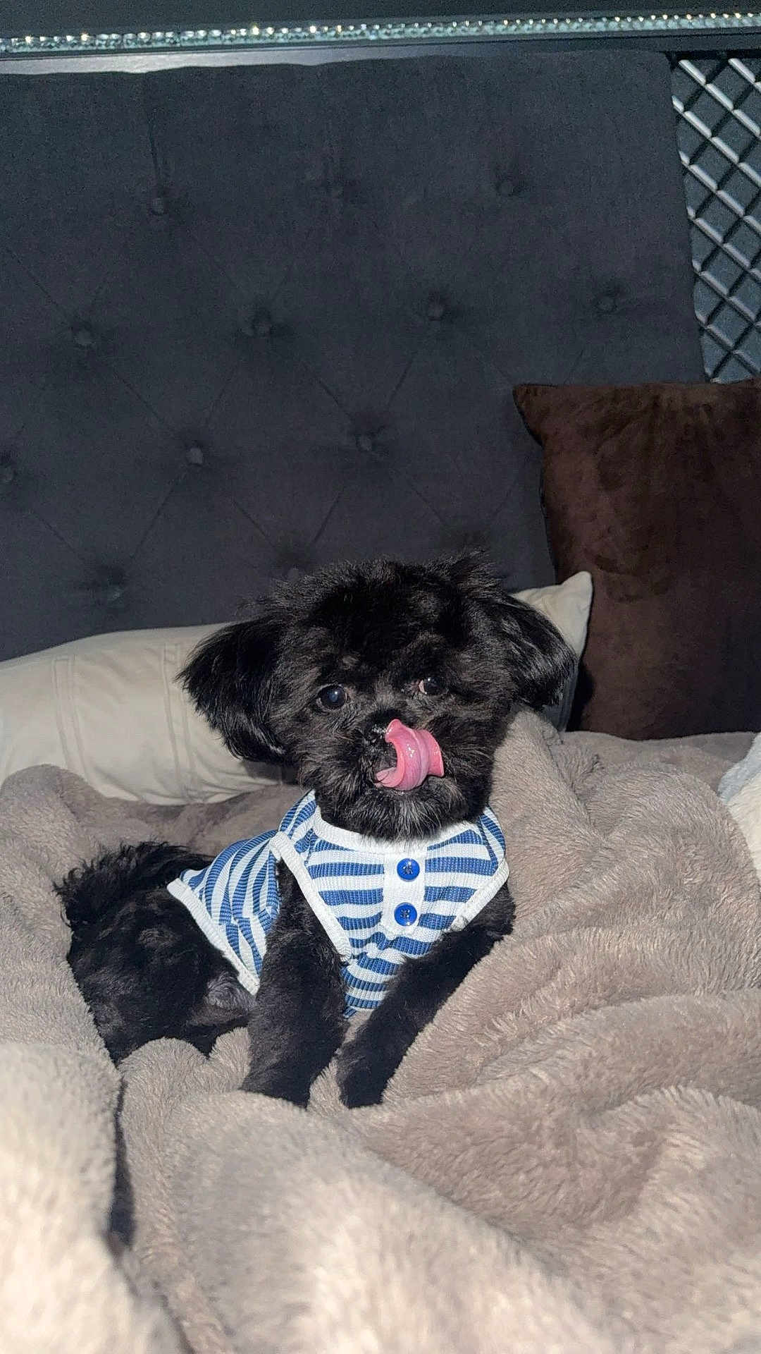 Oreo joined the competition — help win amazing prizes! dog, pet, animal, black_dog, tongue_out, striped_shirt, blanket, bed, pillow, headboard, fur, cute, indoor, cozy, resting, small_dog, portrait, fluffy, comfortable, licking
