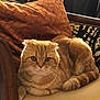 Archie participe au concours pour gagner de l'argent avec cette photo : animal, cat, chair, cozy, cushion, cute, domestic_cat, feline, folded_ears, furniture, ginger_cat, indoor, orange, pet, pillow, relaxed, resting, striped, tail, whiskers