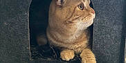 Archie a rejoint le concours — aidez-le/la à gagner de superbes lots ! animal, blanket, cat, comfort, cozy, curious, cute, domestic, feline, felt, fur, hideout, indoor, looking, orange_tabby, paws, pet, resting, soft, whiskers