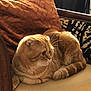 Archie a rejoint le concours — aidez-le/la à gagner de superbes lots ! animal, calm, cat, chair, cozy, cushion, cute, domestic_cat, fur, furniture, home, indoor, mammal, orange_tabby, pet, pillow, relaxing, resting, side_view, whiskers