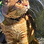 amber_eyes, animal, bubble_dome, cat, close_up, collar, curious, daylight, domed_window, feline, fur, grass, nature, orange_tabby, outdoor, pet, portrait, reflection, sunlight, whiskers