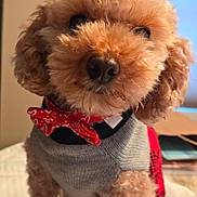 Crimson joined the competition — help win amazing prizes! dog, poodle, small_dog, curly_fur, apricot_fur, pet, portrait, sitting, sweater, bow_tie, red_accessory, cute, indoors, home, table, window, warm_lighting, fluffy, companion_animal, fashionable