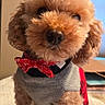 dog, poodle, small_dog, curly_fur, apricot_fur, pet, portrait, sitting, sweater, bow_tie, red_accessory, cute, indoors, home, table, window, warm_lighting, fluffy, companion_animal, fashionable