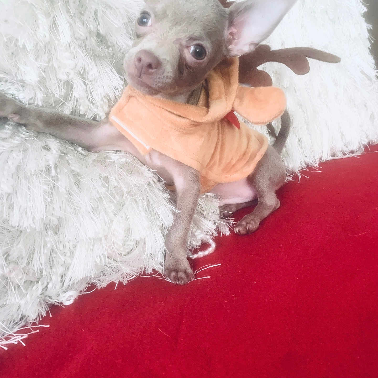 Oliver is registered to the contest to win money with this photo: adorable, animal, christmas_costume, costume, cozy, cute, dog, ears, fluffy_pillow, fur, holiday, indoor, looking_at_camera, lying_down, pet, puppy, red_background, reindeer, small_dog, soft_texture