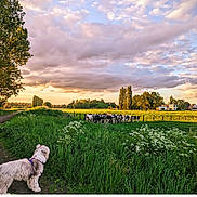 Toscane a rejoint le concours — aidez-le/la à gagner de superbes lots ! dog, cows, grass, field, trees, clouds, sunset, sky, flowers, path, rural, fence, greenery, nature, animal, outdoor, landscape, farm, pasture, scenic