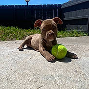 Fendi is registered to the contest to win money with this photo: puppy, dog, tennis_ball, concrete, outdoor, sunny, grass, fence, blue_sky, pet, playful, young_dog, animal, canine, backyard, daylight, nature, grass_patch, resting, curious