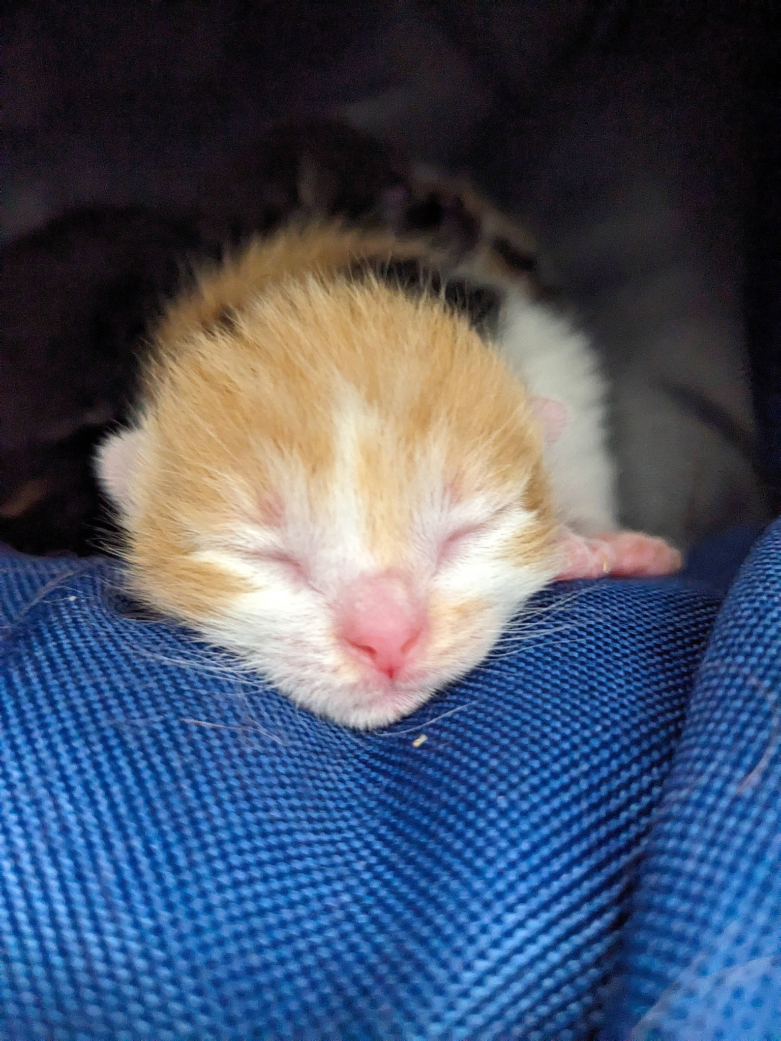 Choupinou a rejoint le concours — aidez-le/la à gagner de superbes lots ! carnivore, cat, claw, comfort, domestic_short_haired_cat, electric_blue, fawn, felidae, fur, hand, nap, paw, scottish_fold, sleep, small_to_medium_sized_cats, tail, whiskers