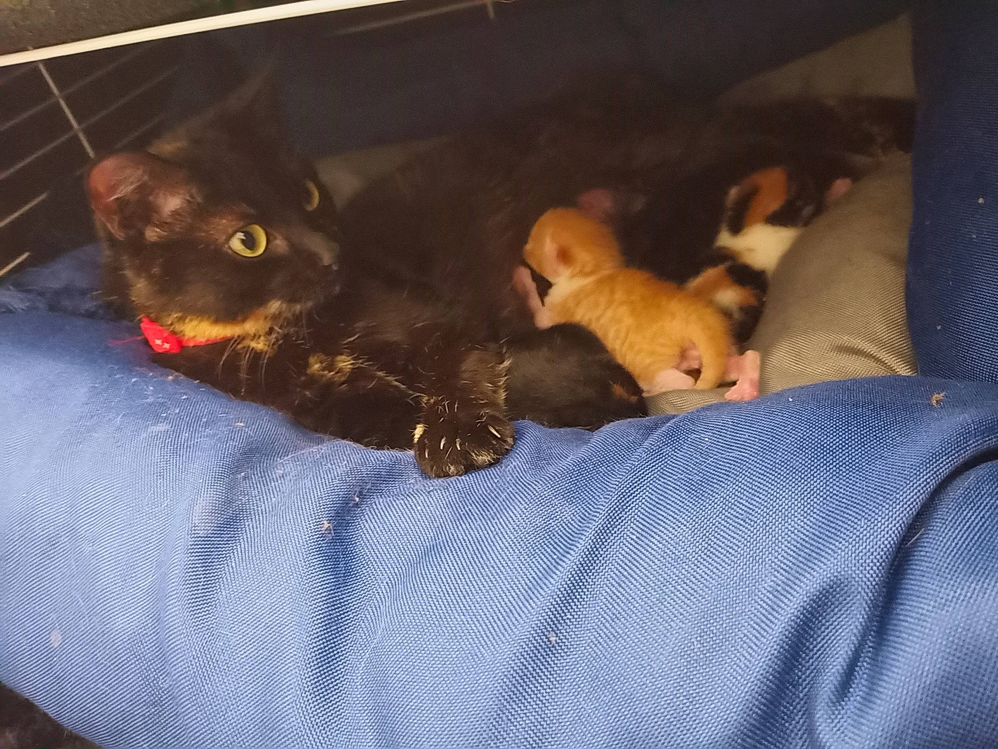 Cerise Bébés participe au concours pour gagner de l'argent avec cette photo : black_cat, canidae, carnivore, cat, comfort, companion_dog, dog_breed, domestic_short_haired_cat, fawn, felidae, fur, linens, paw, room, small_to_medium_sized_cats, sporting_group, tail, terrestrial_animal, whiskers, working_animal