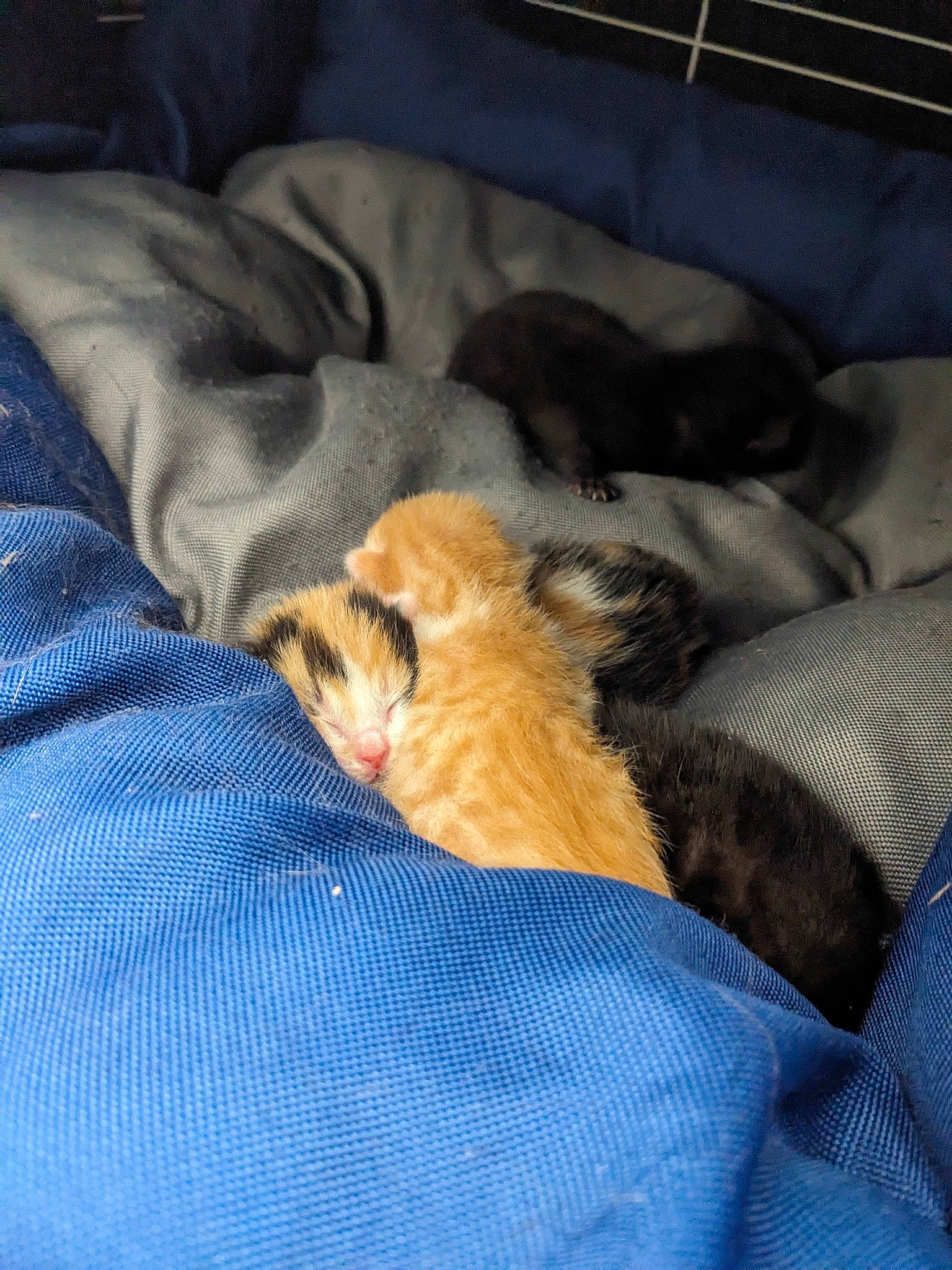 Cerise Bébés participe au concours pour gagner de l'argent avec cette photo : blanket, carnivore, cat, comfort, companion_dog, dog_breed, domestic_short_haired_cat, duvet, electric_blue, fawn, felidae, fur, human_leg, linens, nap, paw, sleep, small_to_medium_sized_cats, tail, whiskers