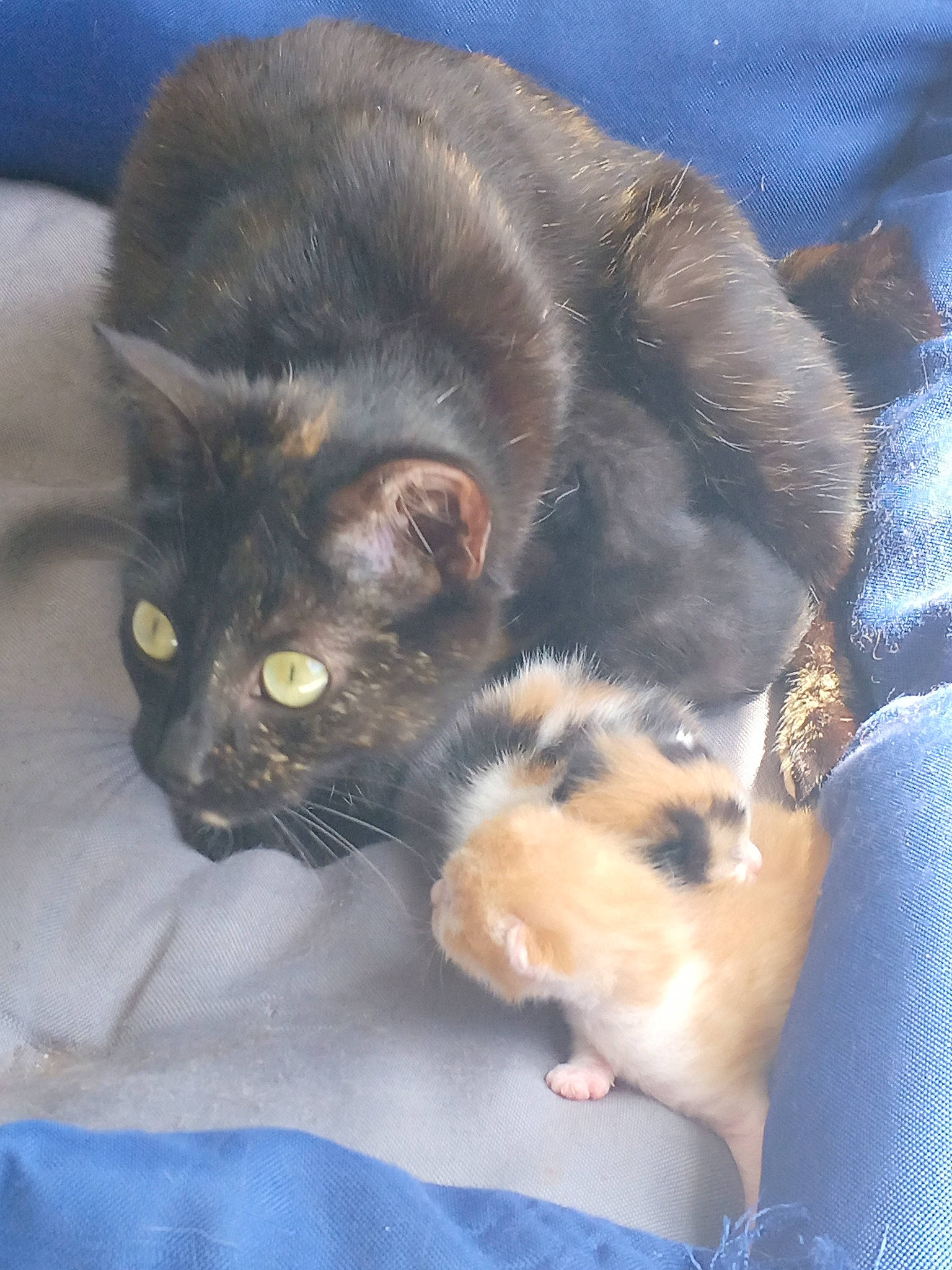 Cerise Bébés a rejoint le concours — aidez-le/la à gagner de superbes lots ! black_cat, carnivore, cat, cat_supply, claw, comfort, domestic_short_haired_cat, felidae, fur, nap, paw, small_to_medium_sized_cats, tail, terrestrial_animal, whiskers