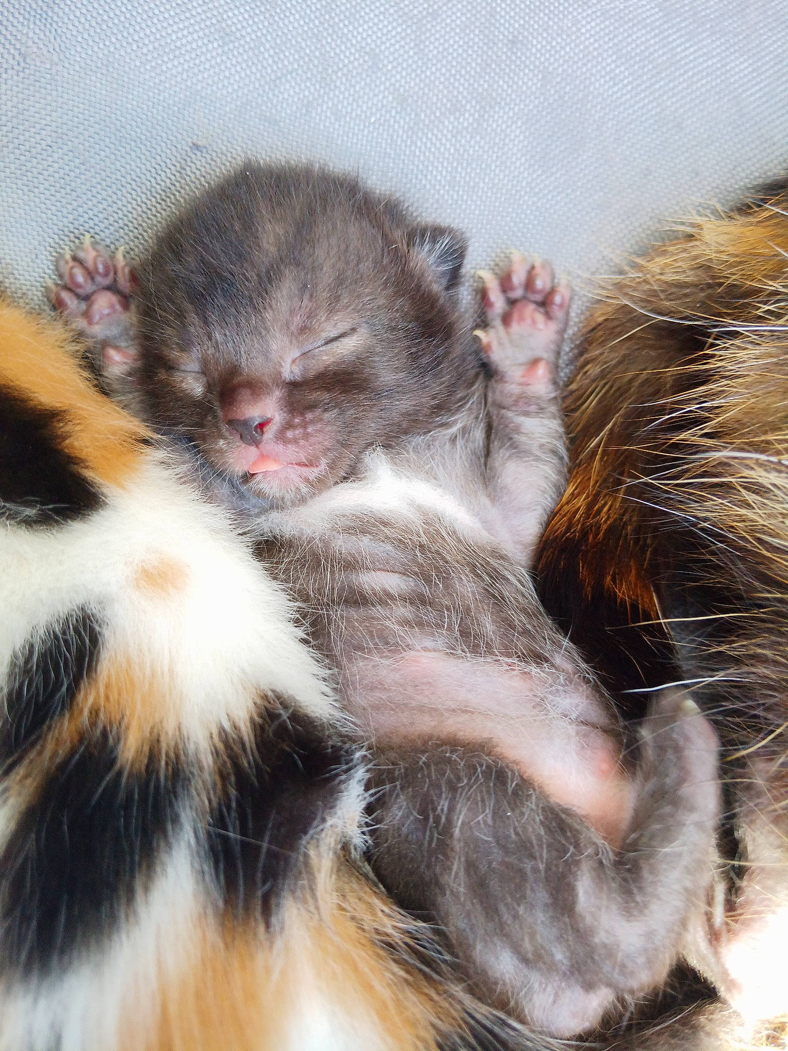 Cerise Bébés a rejoint le concours — aidez-le/la à gagner de superbes lots ! beak, claw, close_up, eye, eyelash, fur, hair, macaque, mammal, marmoset, paw, primate, snout, tail, terrestrial_animal, vertebrate, whiskers, wildlife