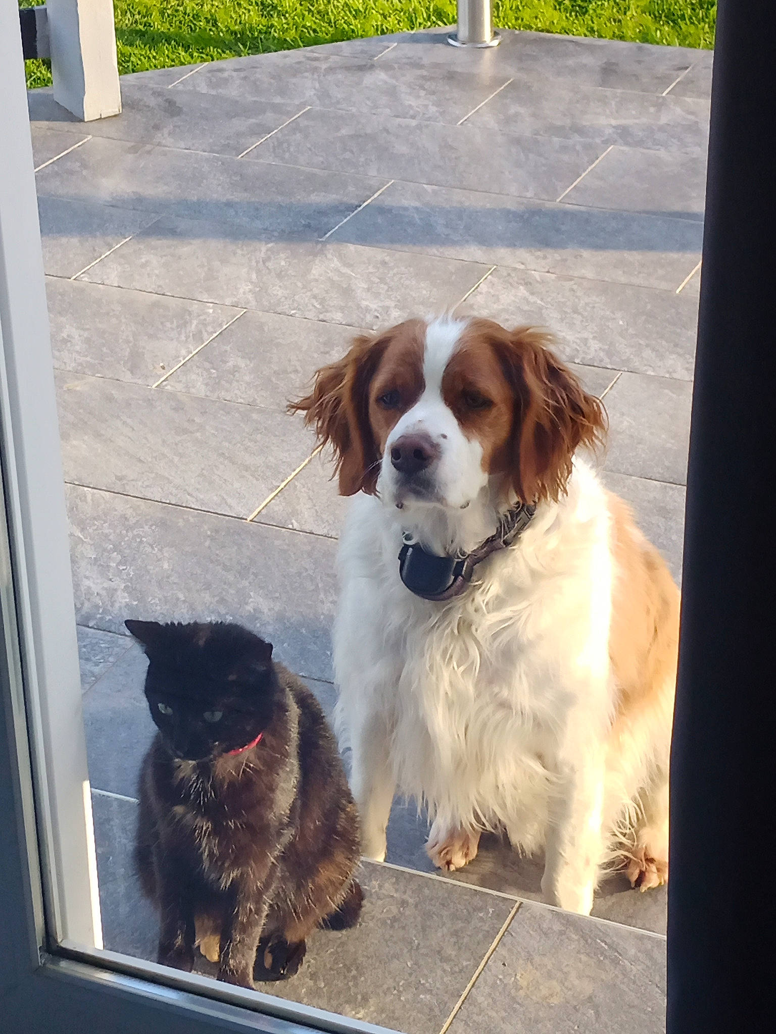 Cerise a rejoint le concours — aidez-le/la à gagner de superbes lots ! ancient_dog_breeds, canidae, carnivore, chair, collar, companion_dog, dog, dog_breed, door, fur, giant_dog_breed, gun_dog, king_charles_spaniel, liver, snout, sporting_group, tail, vehicle_door, working_animal, working_dog