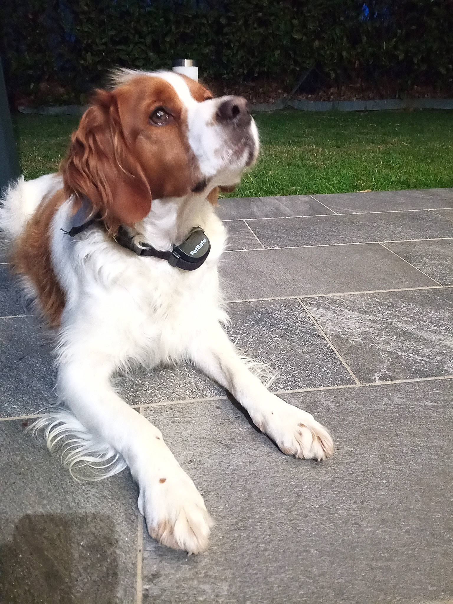 Oreo participe au concours pour gagner de l'argent avec cette photo : brittany, companion_dog, dog, dog_breed, drentse_patrijshond, fawn, fur, gun_dog, hunting_dog, irish_red_and_white_setter, liver, pointing_breed, road_surface, spaniel, tar, terrestrial_animal, welsh_springer_spaniel, working_dog