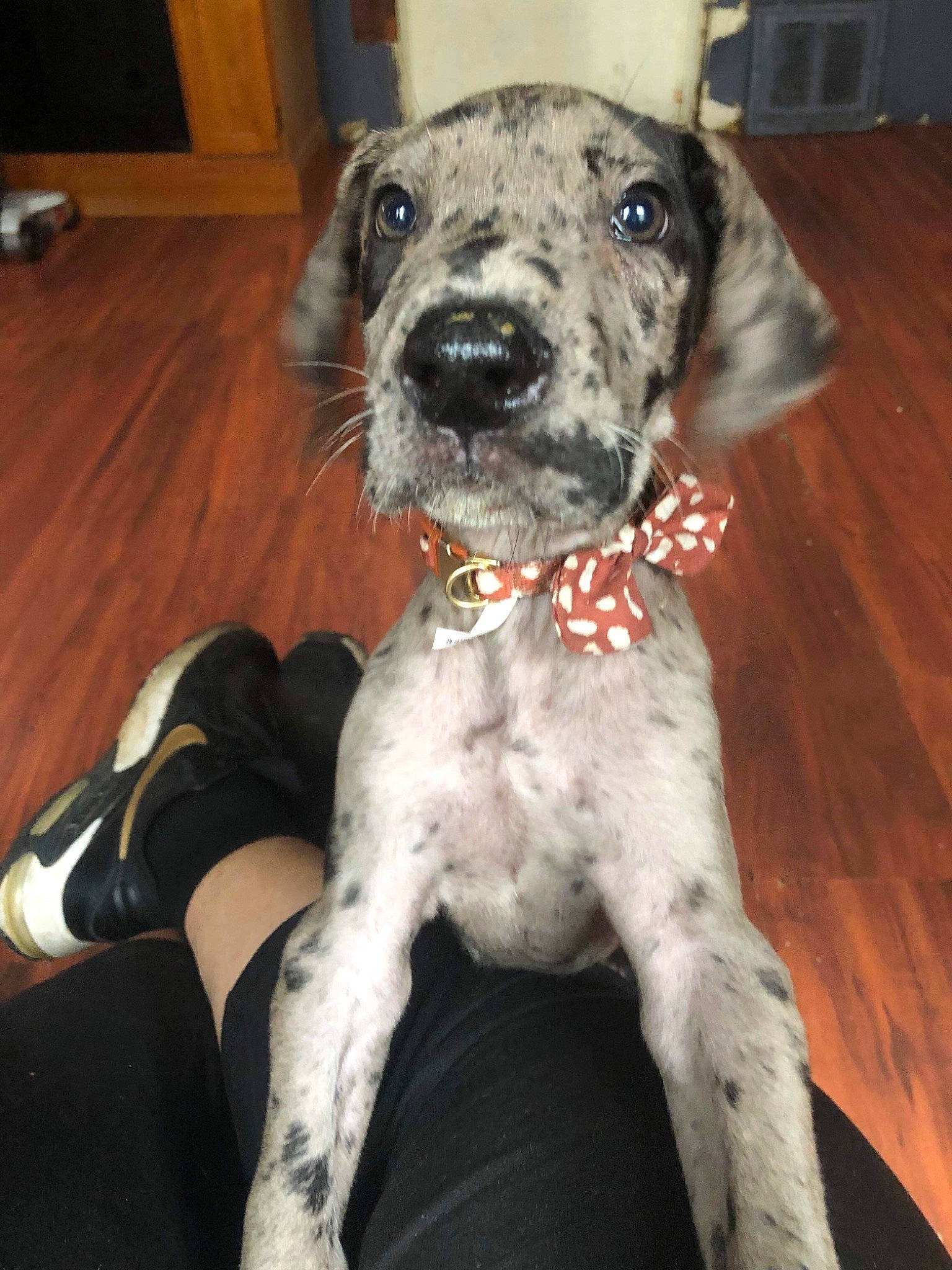 Biggie is registered to the contest to win money with this photo: canidae, carnivore, collar, companion_dog, dog, dog_breed, dog_clothes, dog_collar, dog_supply, fawn, fur, hardwood, paw, snout, sporting_group, tail, terrier, toy_dog, wood, working_animal