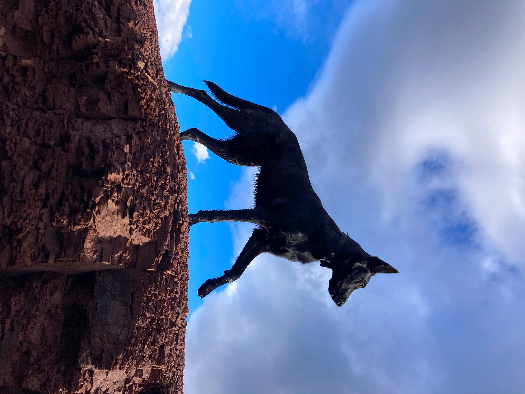 Uma participe au concours pour gagner de l'argent avec cette photo : art, beak, branch, cloud, crow_like_bird, cumulus, electric_blue, monument, plant, sculpture, seabird, sky, statue, tail, tree, trunk, twig, wildlife, wing, wood