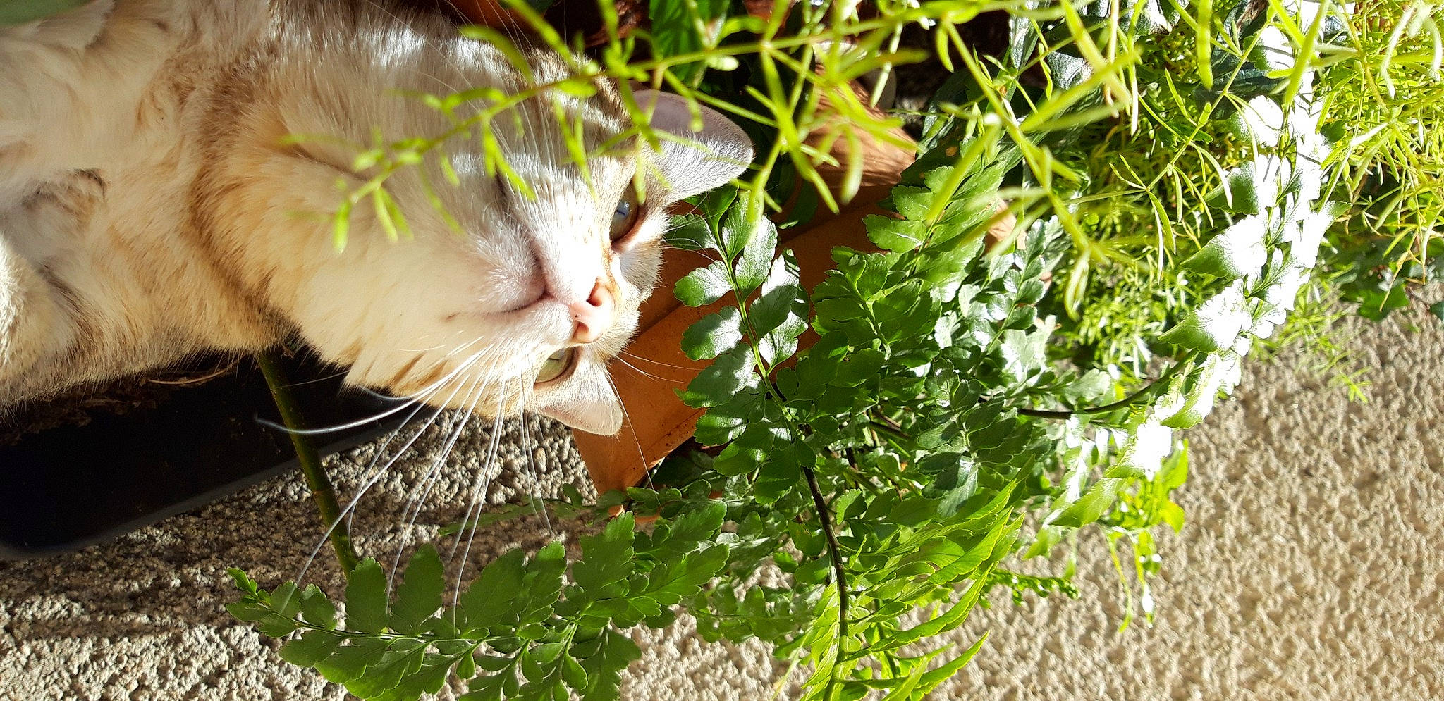 Manie a rejoint le concours — aidez-le/la à gagner de superbes lots ! annual_plant, botany, carnivore, cat, domestic_short_haired_cat, fawn, felidae, flowering_plant, fur, grass, groundcover, herb, leaf, people_in_nature, plant, small_to_medium_sized_cats, tail, tree, whiskers, wildlife