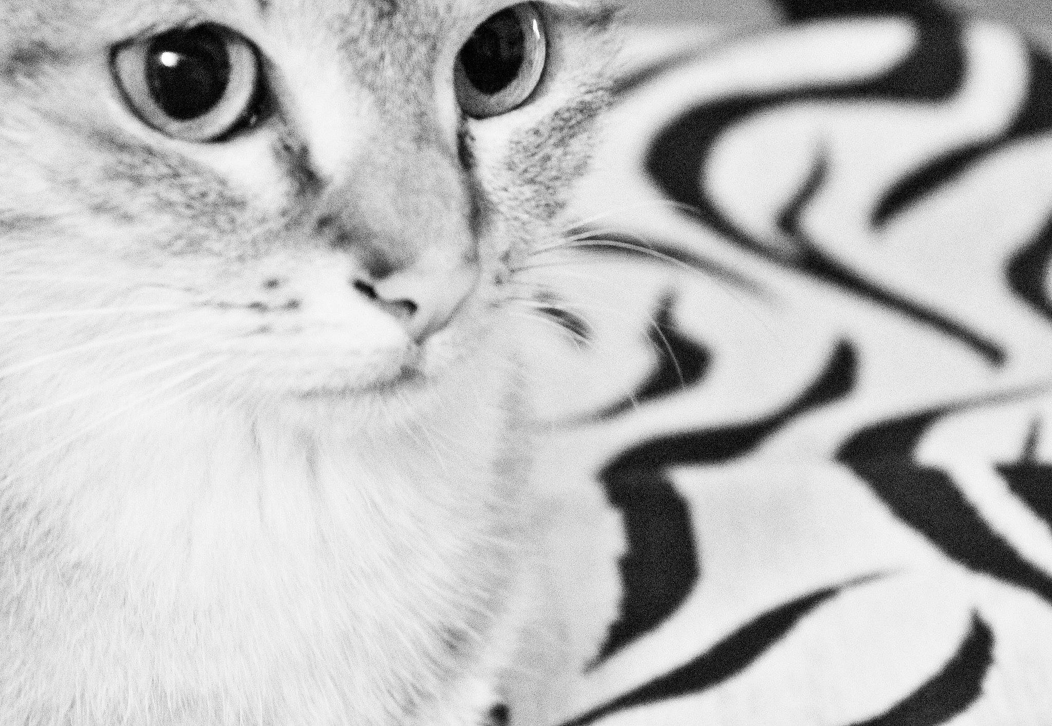 Manie a rejoint le concours — aidez-le/la à gagner de superbes lots ! art, black_and_white, carnivore, cat, domestic_short_haired_cat, drawing, eyelash, felidae, fur, illustration, liquid, monochrome, monochrome_photography, pattern, small_to_medium_sized_cats, snout, style, terrestrial_animal, whiskers, wildlife