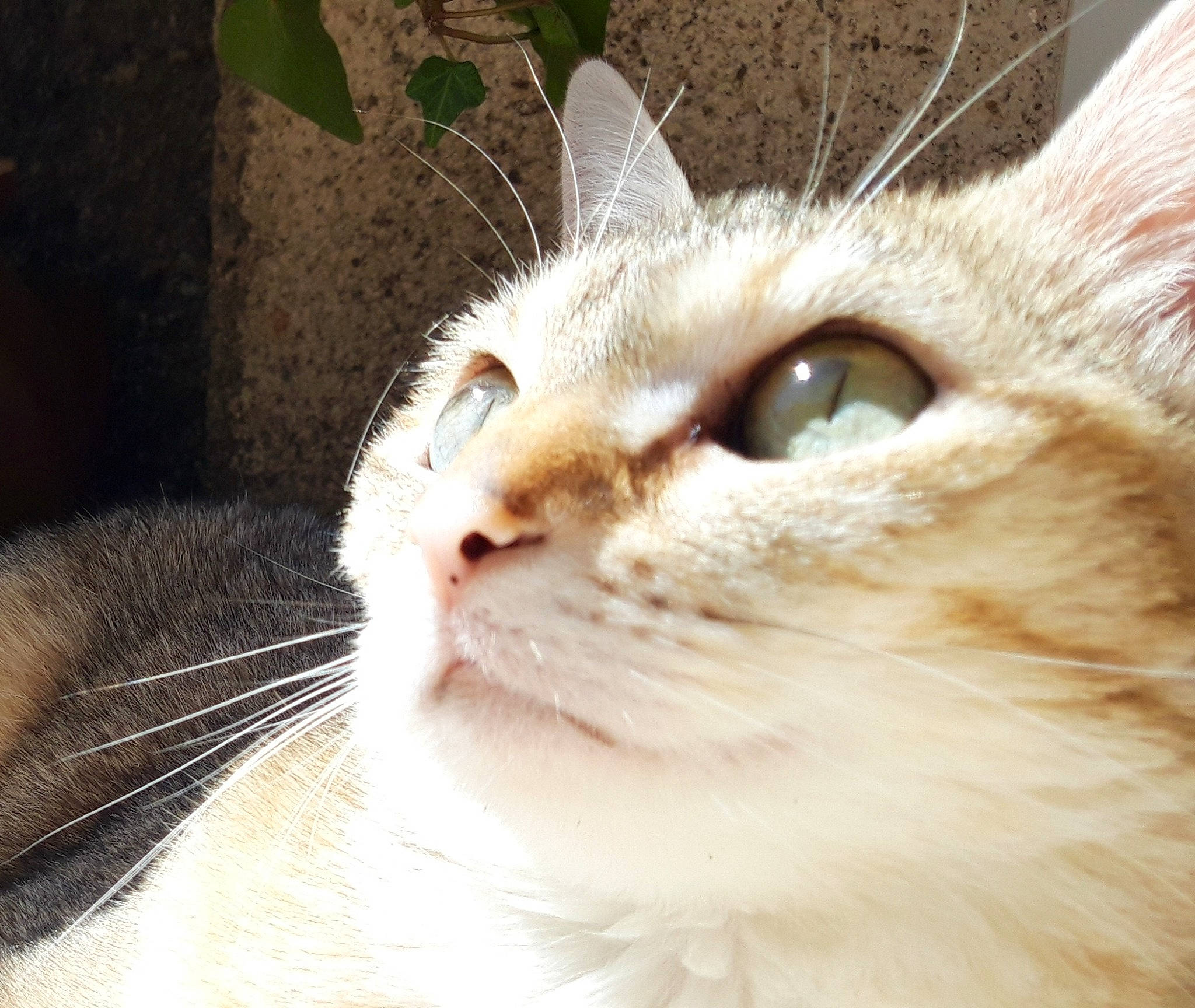 Manie participe au concours pour gagner de l'argent avec cette photo : carnivore, cat, close_up, domestic_short_haired_cat, felidae, fur, paw, small_to_medium_sized_cats, snout, terrestrial_animal, whiskers, window