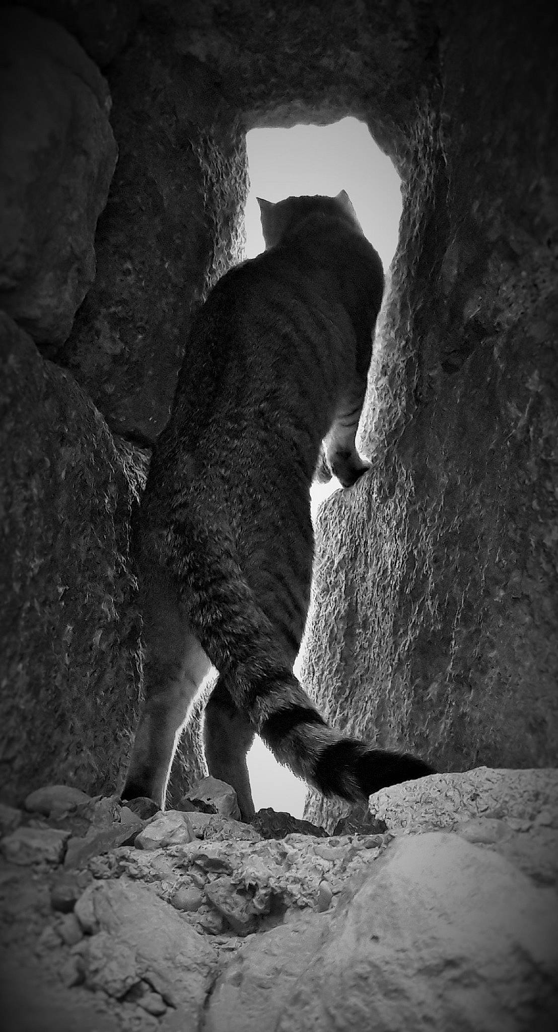 Manie participe au concours pour gagner de l'argent avec cette photo : bedrock, black_and_white, carnivore, cat, darkness, eye, felidae, formation, geology, leg, monochrome, monochrome_photography, organism, plant, snout, style, tail, terrestrial_animal, tints_and_shades, trunk