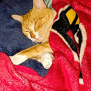 Simba joined the competition — help win amazing prizes! bed, blanket, cat, comfort, cozy, cute, feline, fur, indoor, nap, orange, paw, pet, red, relaxed, resting, sleeping, soft, warm, white