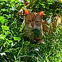 Simba joined the competition — help win amazing prizes! alert, animal, camouflage, cat, curious, cute, daylight, foliage, grass, greenery, hidden, leaves, mammal, nature, orange_cat, outdoor, pet, plants, sunlight, wildlife