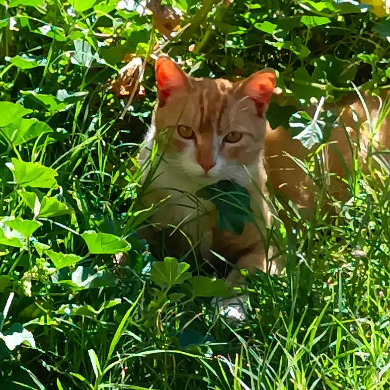 Simba joined the competition — help win amazing prizes! alert, animal, camouflage, cat, curious, cute, daylight, foliage, grass, greenery, hidden, leaves, mammal, nature, orange_cat, outdoor, pet, plants, sunlight, wildlife