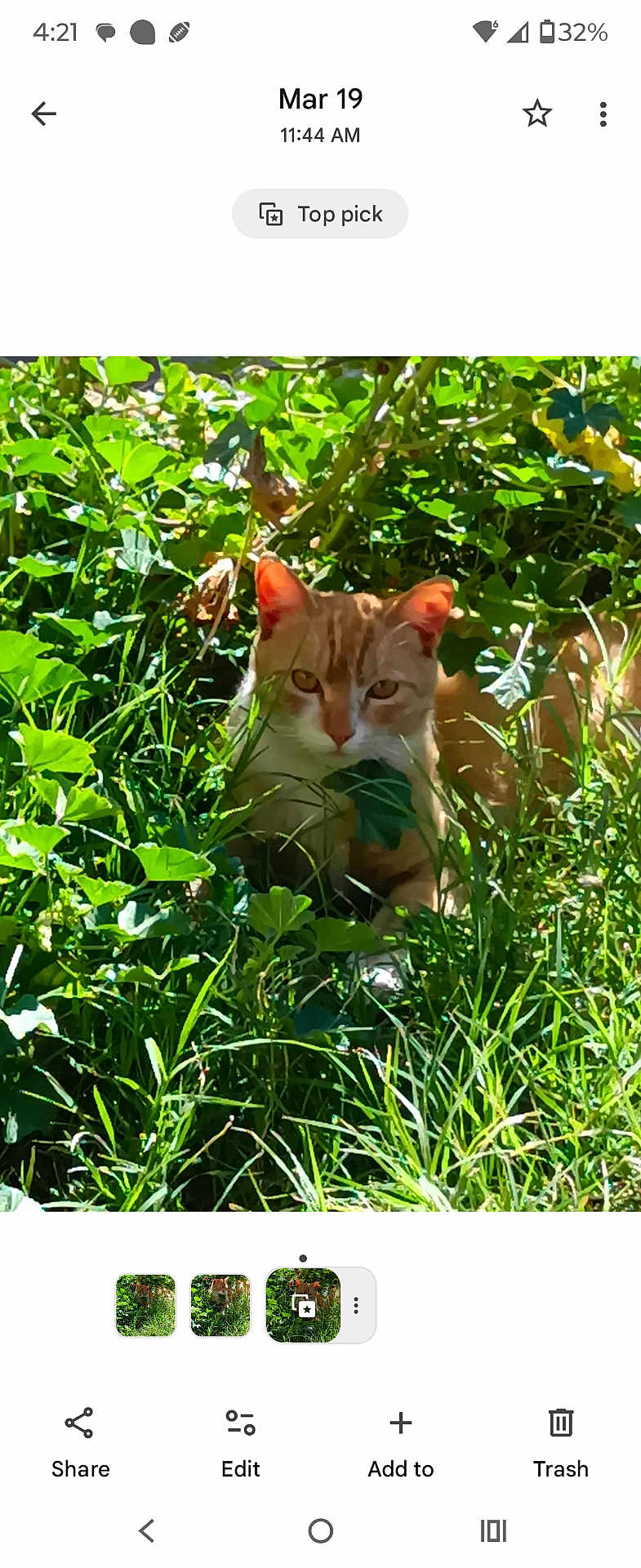 Simba joined the competition — help win amazing prizes! alert, animal, camouflage, cat, curious, cute, daylight, foliage, grass, greenery, hidden, leaves, mammal, nature, orange_cat, outdoor, pet, plants, sunlight, wildlife