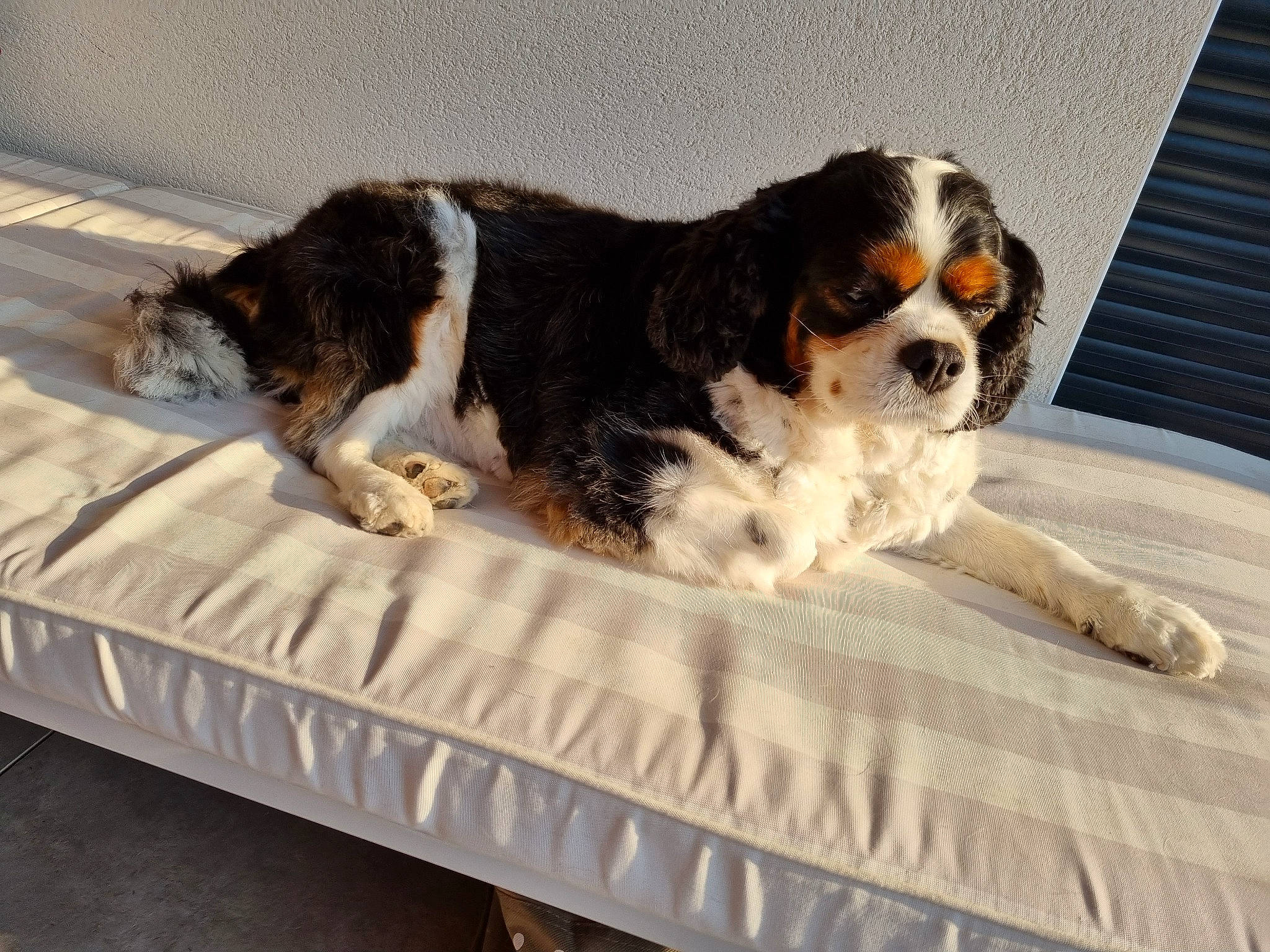 Luigi participe au concours pour gagner de l'argent avec cette photo : bored, carnivore, cavalier_king_charles_spaniel, collar, comfort, companion_dog, dog, dog_breed, dog_collar, dog_supply, fur, king_charles_spaniel, paw, snout, spaniel, sporting_group, tail, toy, toy_dog, working_animal