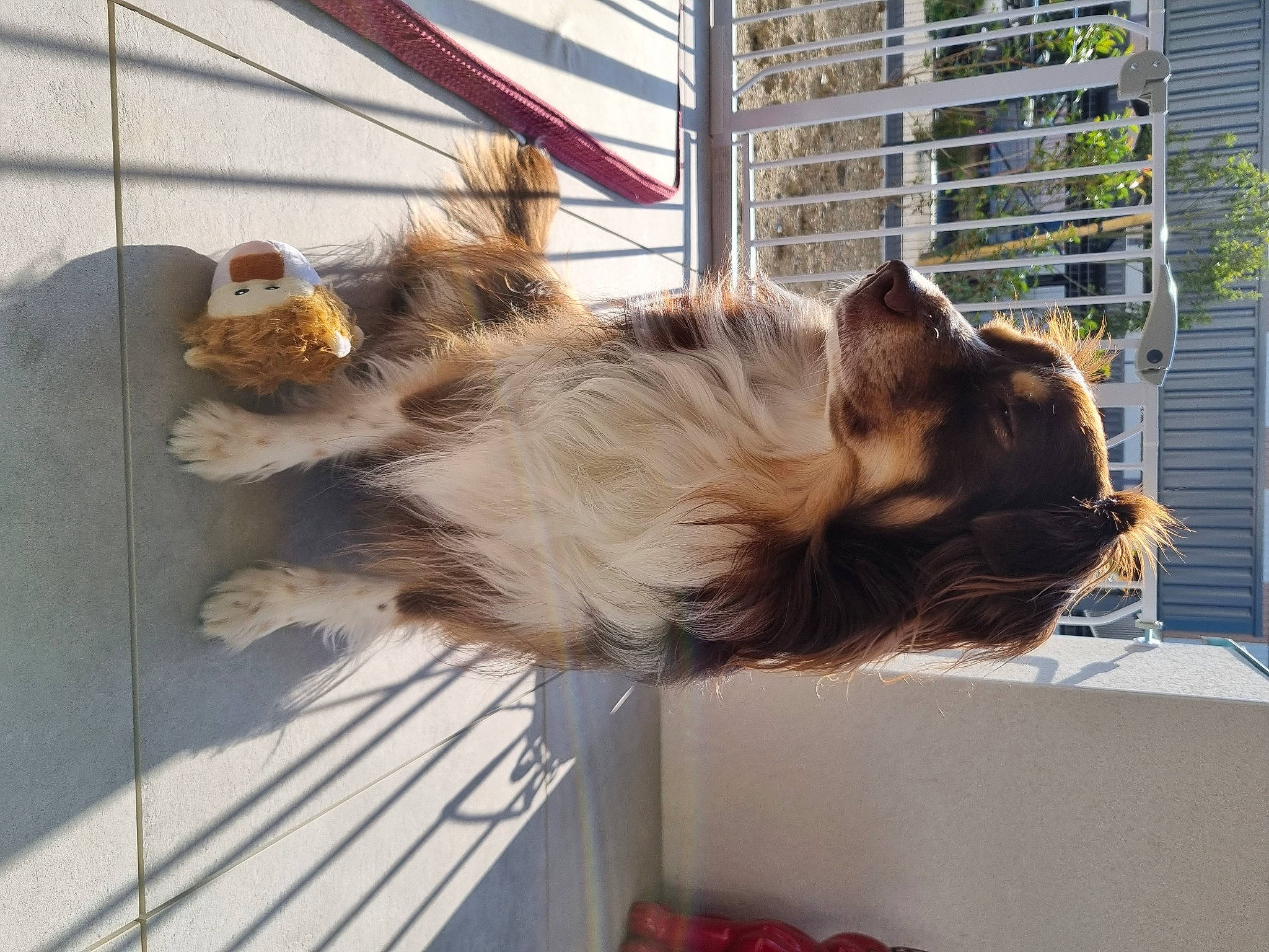 Oxy a rejoint le concours — aidez-le/la à gagner de superbes lots ! animal_shelter, canidae, carnivore, cat, claw, companion_dog, dog_breed, domestic_short_haired_cat, fawn, felidae, fur, maine_coon, paw, small_to_medium_sized_cats, snout, sporting_group, tail, whiskers, window, wood