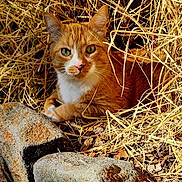 Riley joined the competition — help win amazing prizes! abyssinian, animal, cat, countryside, den, grass, gravel, indoors, kitten, manx, nature, outdoors, pet, plant, road, rock, slate, soil, straw
