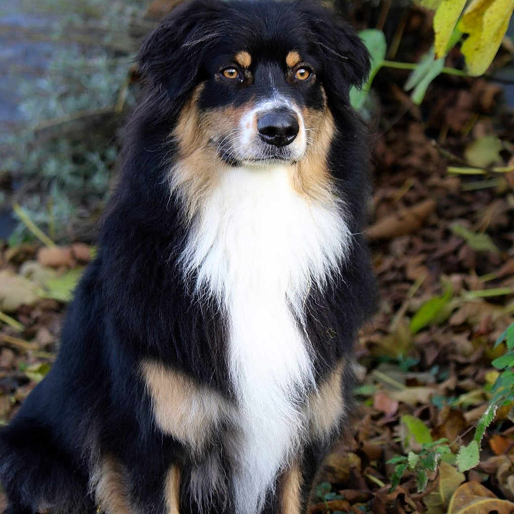 Ulyss a rejoint le concours — aidez-le/la à gagner de superbes lots ! animal, autumn, black, brown, canine, dog, ears, eyes, fluffy, fur, grass, leaves, nature, outdoor, pet, portrait, sitting, snout, tricolor, white