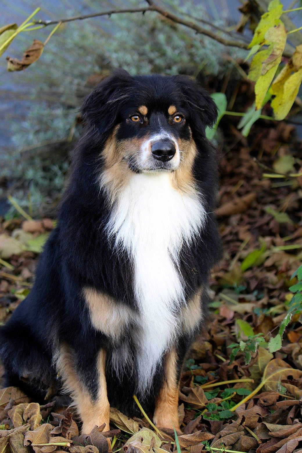 Ulyss a rejoint le concours — aidez-le/la à gagner de superbes lots ! dog, animal, outdoor, autumn, leaves, nature, fluffy, tricolor, sitting, pet, fur, canine, portrait, brown, black, white, ears, eyes, snout, grass