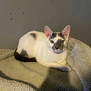 Roo is registered to the contest to win money with this photo: cat, pet, blanket, cozy, indoor, wall, paint_splatter, fur, ears, yellow_eyes, paw, tail, whiskers, loaf_position, resting, soft_texture, portrait, shadow, domestic, looking_at_camera