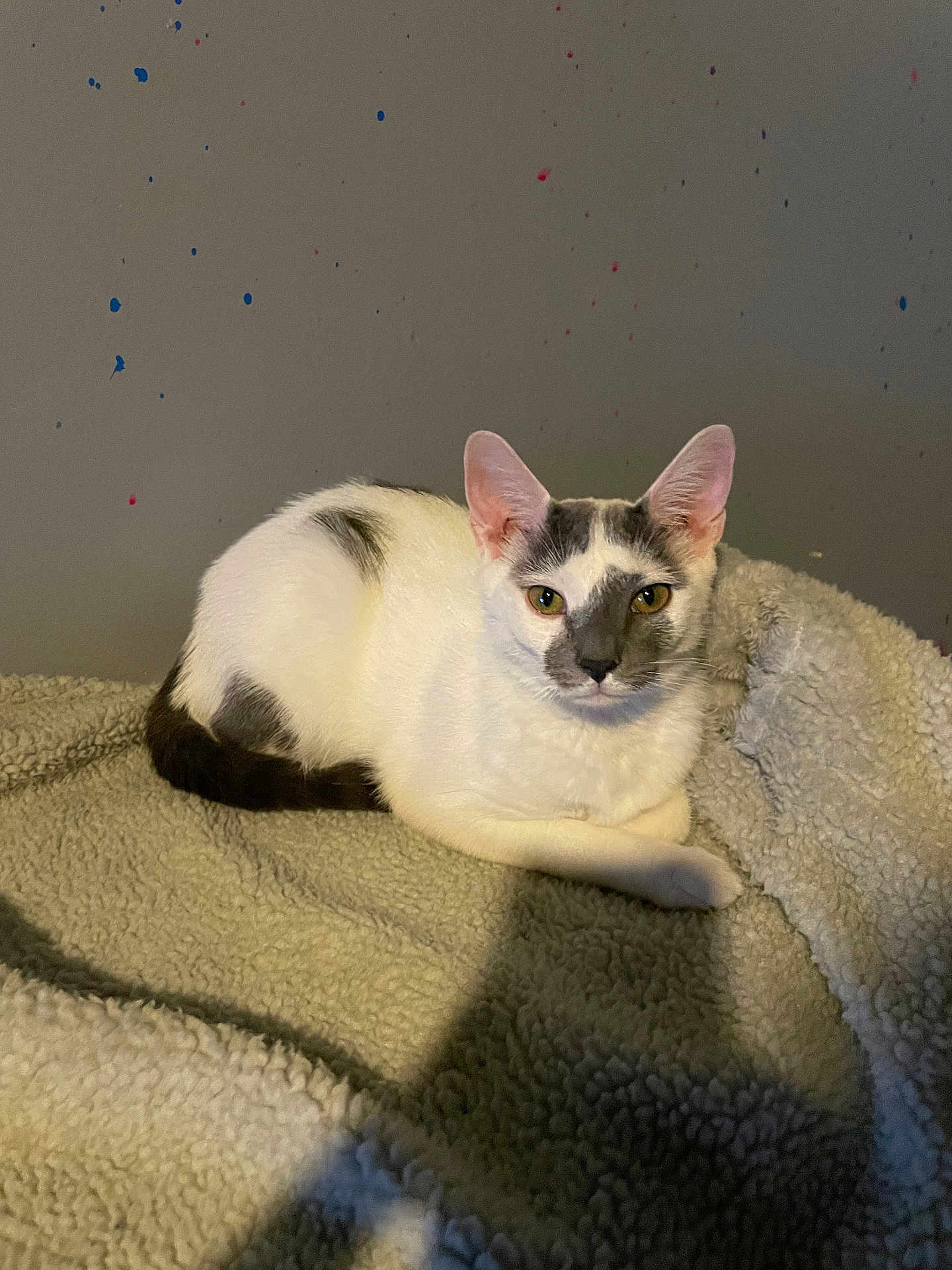Roo is registered to the contest to win money with this photo: cat, pet, blanket, cozy, indoor, wall, paint_splatter, fur, ears, yellow_eyes, paw, tail, whiskers, loaf_position, resting, soft_texture, portrait, shadow, domestic, looking_at_camera