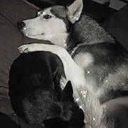 Talya a rejoint le concours — aidez-le/la à gagner de superbes lots ! dog, huskie, black_dog, sleeping, snuggling, bed, blanket, paw, fur, cozy, indoors, animal, companion, resting, cute, sparkles, black_and_white, pet, friendship, relaxation