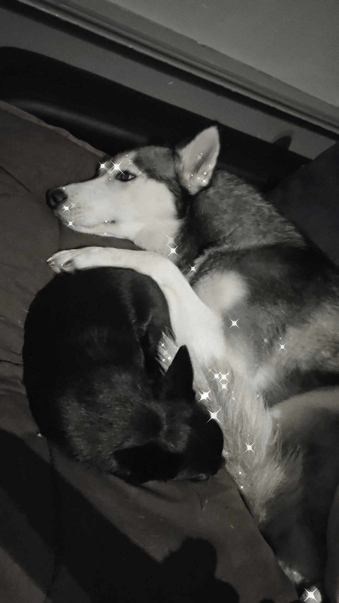 Talya a rejoint le concours — aidez-le/la à gagner de superbes lots ! dog, huskie, black_dog, sleeping, snuggling, bed, blanket, paw, fur, cozy, indoors, animal, companion, resting, cute, sparkles, black_and_white, pet, friendship, relaxation