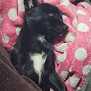 Ayka participe au concours pour gagner de l'argent avec cette photo : dog, sleeping, black_dog, white_patch, blanket, pink_blanket, polka_dot, cozy, resting, indoor, fur, pet, animal, cute, snuggled, soft, relaxing, comfort, bed, warm