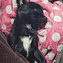 dog, sleeping, black_dog, white_patch, blanket, pink_blanket, polka_dot, cozy, resting, indoor, fur, pet, animal, cute, snuggled, soft, relaxing, comfort, bed, warm