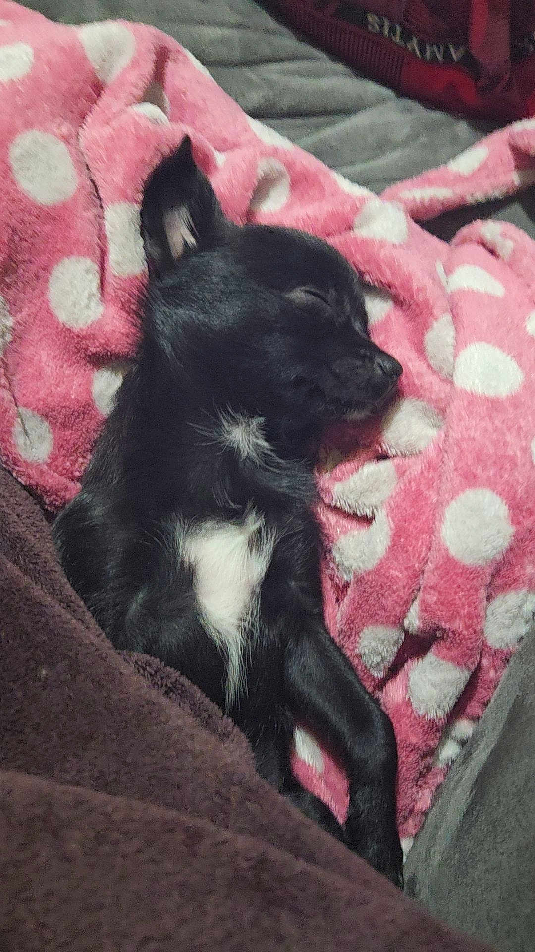 Ayka participe au concours pour gagner de l'argent avec cette photo : dog, sleeping, black_dog, white_patch, blanket, pink_blanket, polka_dot, cozy, resting, indoor, fur, pet, animal, cute, snuggled, soft, relaxing, comfort, bed, warm