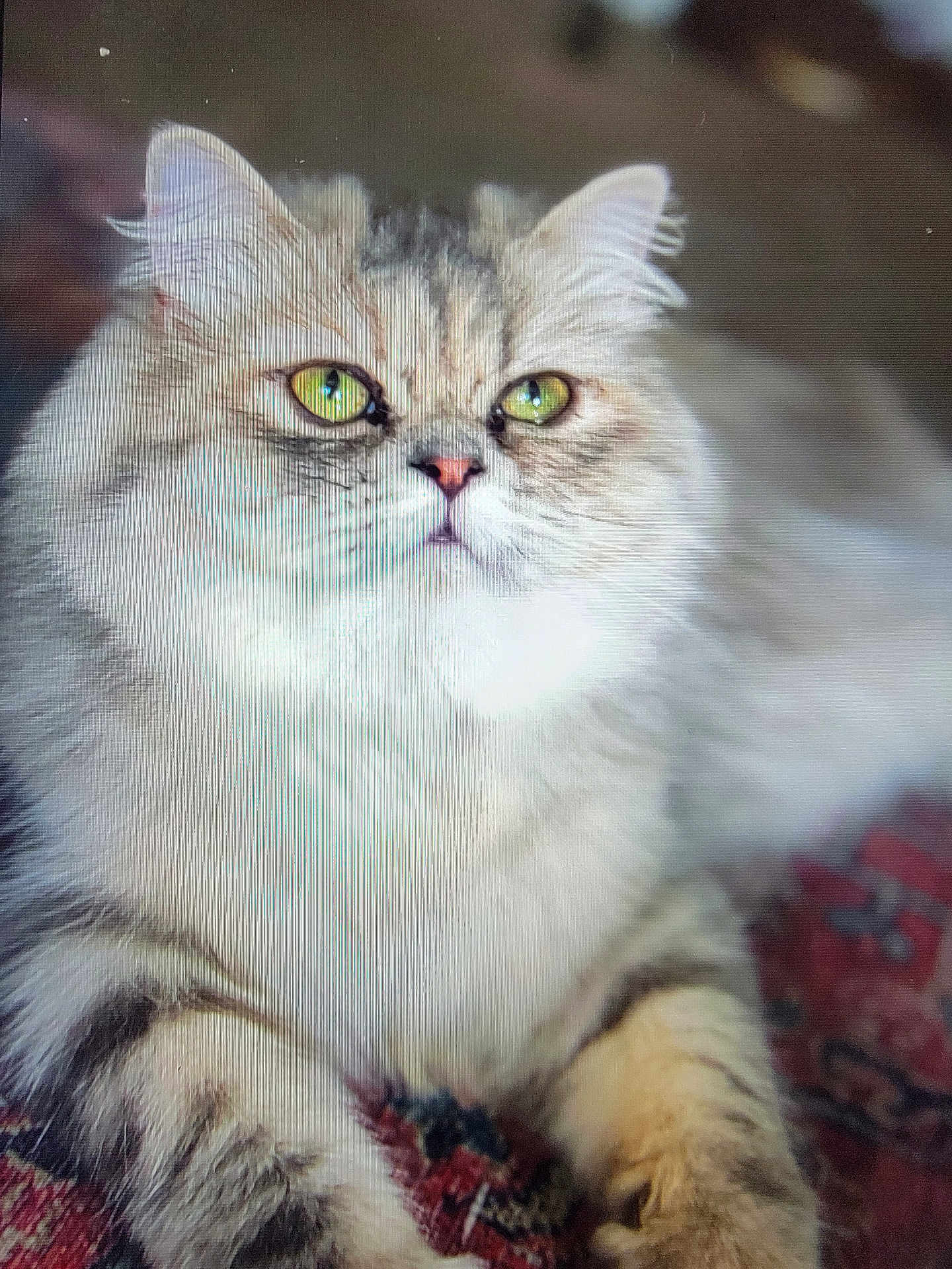 Belle