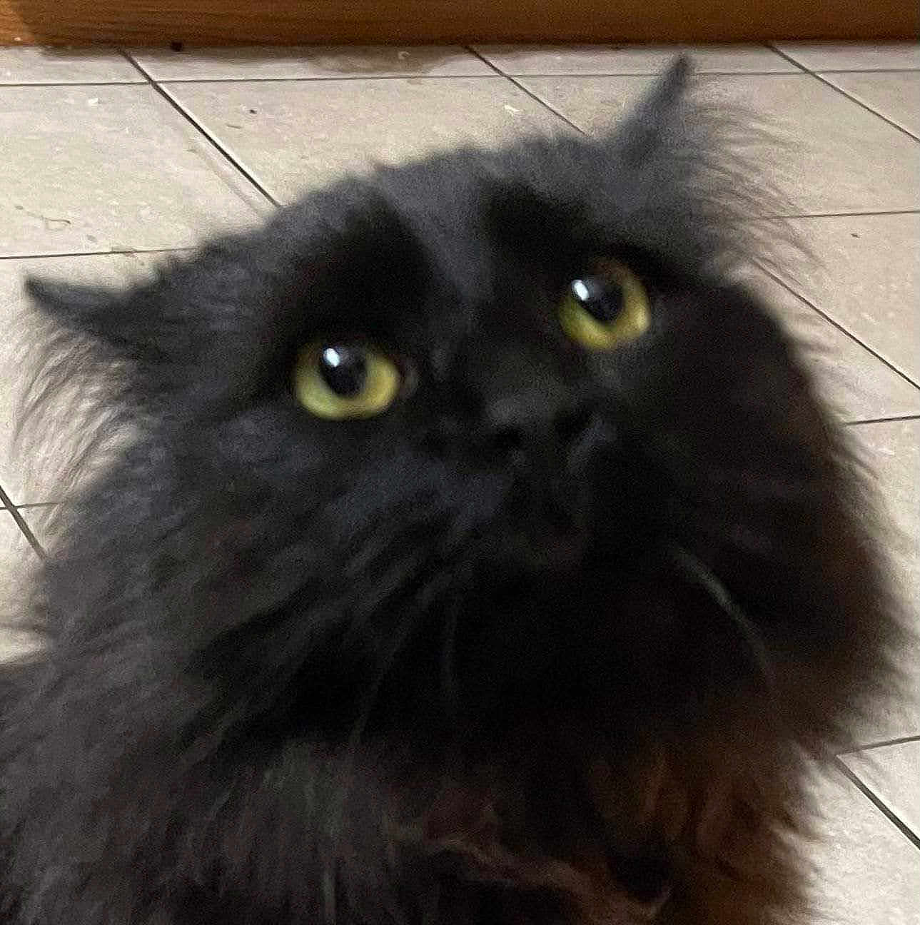Fiz